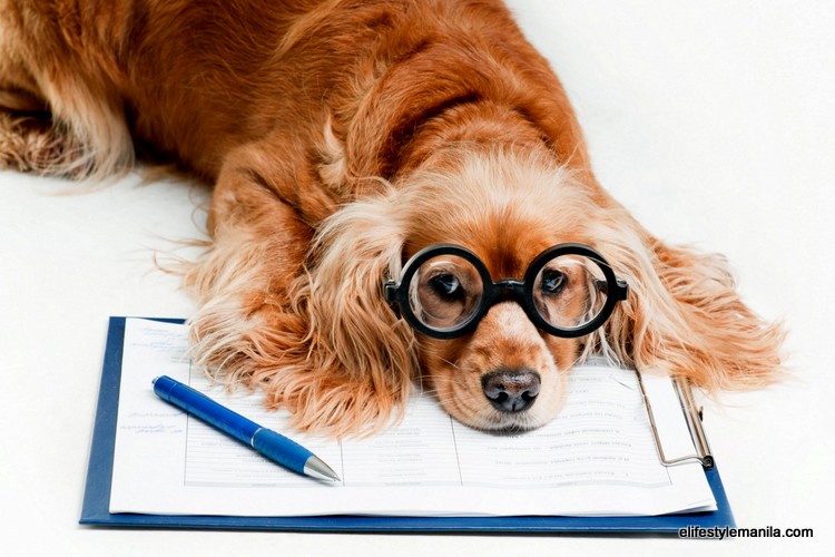tips on how to take care of your pets
